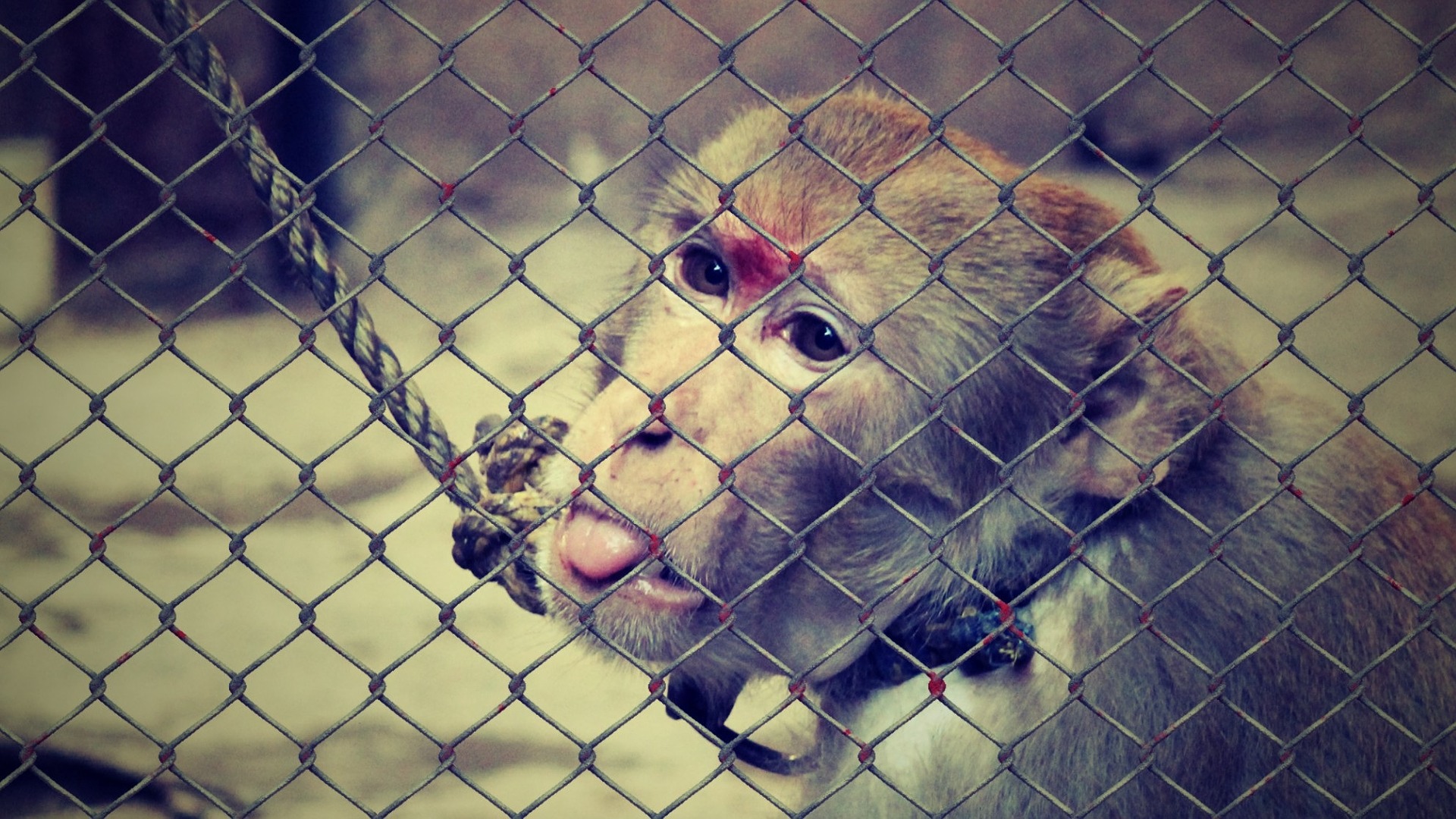 La Bible ne s’intéresse pas au bien-être animal ?